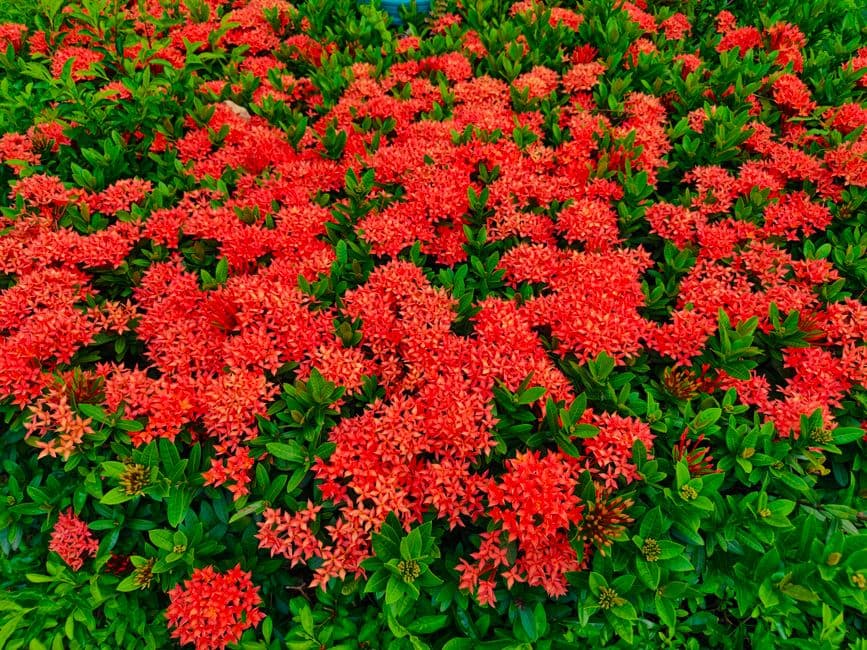 A Complete Guide to Help Spruce Up Your Garden