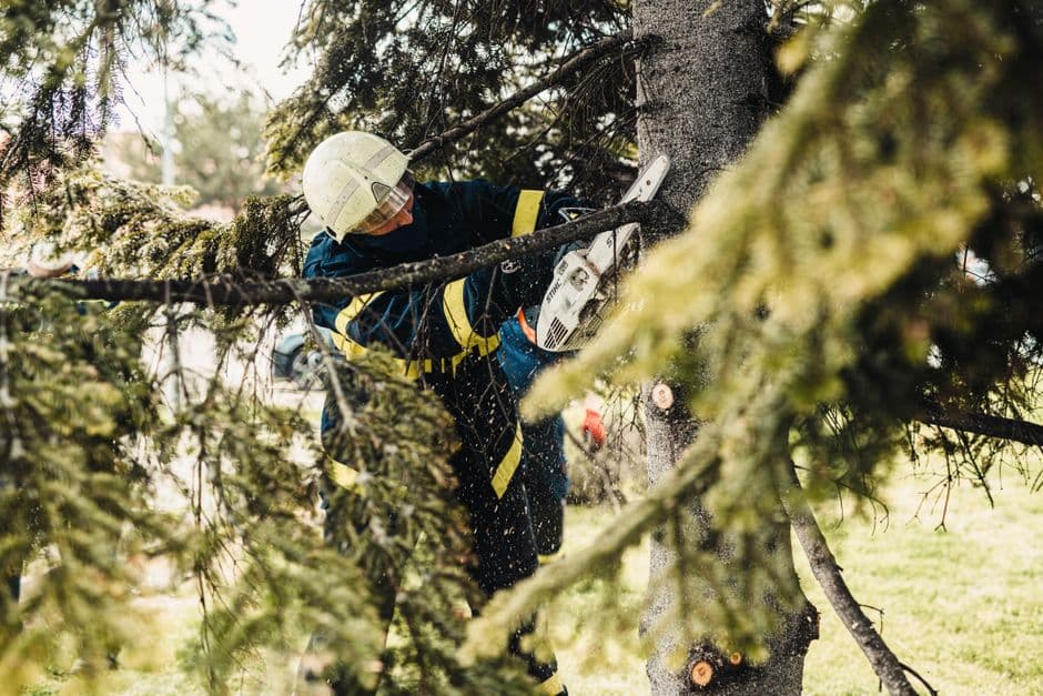 From Storm Damage to Tree Health: A Homeowner’s Guide to Arborists