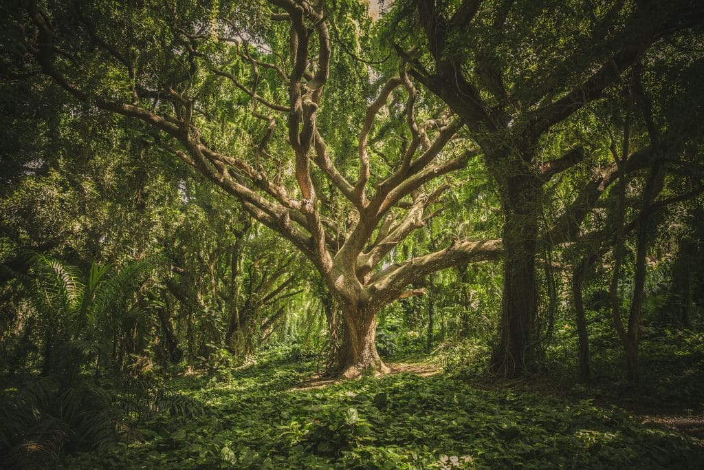 arborist ballina